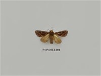 藏品(夜蛾817)的圖片